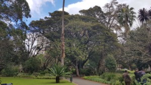 南非公园的树木